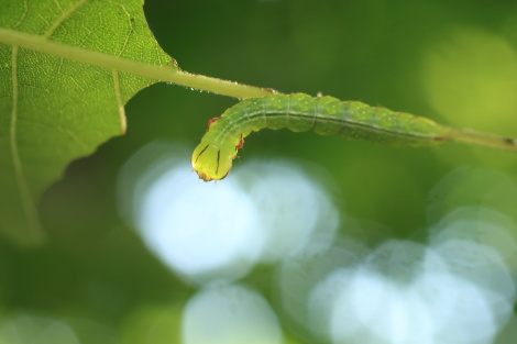 ナカキシャチホコ701A0418.JPG