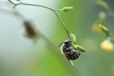 ハナバチ♀15A_0917.JPG