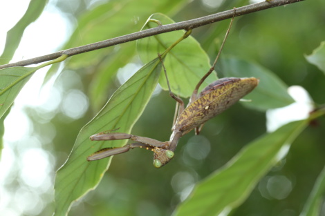 ハラビロカマキリIMG_1672.JPG