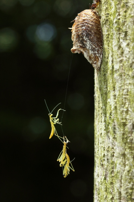 ハラビロカマキリ_MG_7761.JPG