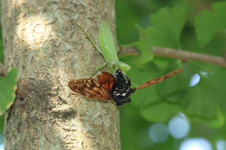 ハラビロカマキリとアブラゼミ.JPG