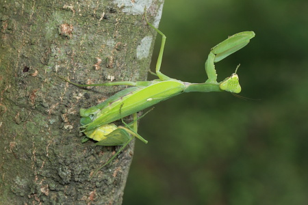 ハラビロカマキリ交尾共食い.JPG