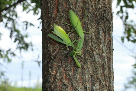 ハラビロカマキリ共食い.JPG