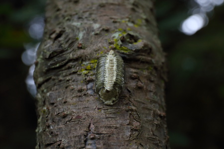 ハラビロカマキリ卵_MG_6983.JPG