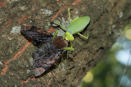 ハラビロカマキリ捕食フクラスズメ.JPG