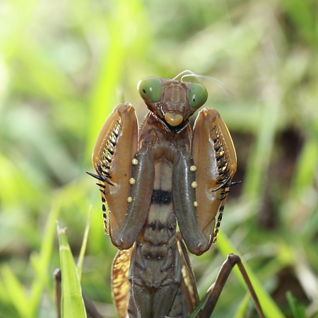 ハラビロカマキリ褐色型威嚇.JPG