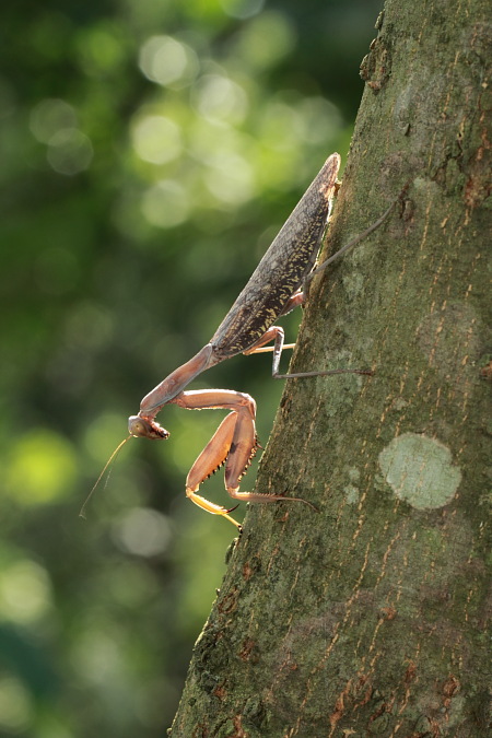 ハラビロカマキリ褐色型１.JPG