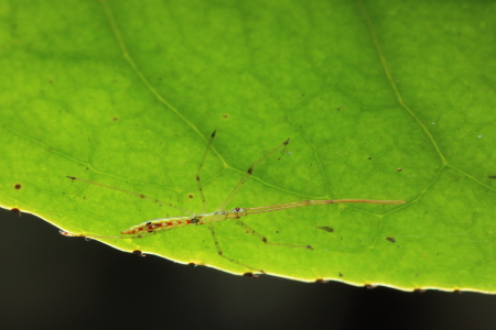 ヒゲナガサシガメ幼虫_MG_2825.JPG