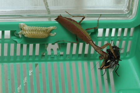 ヒメカマキリと卵のう２.JPG