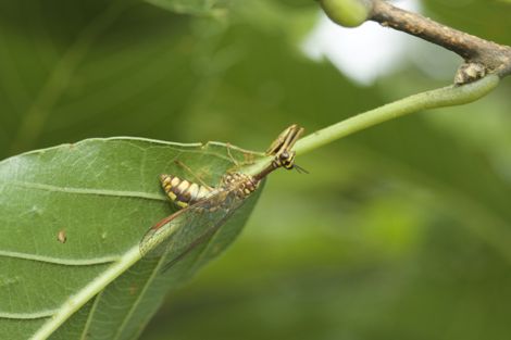 ヒメカマキリモドキIMG_7570.jpg