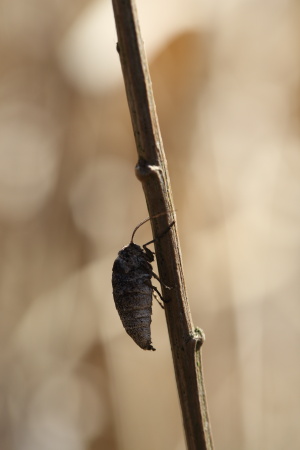 フチグロトゲエダシャク♀701A6301.JPG