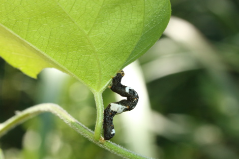 マダラエグリバ幼虫IMG_5951.JPG