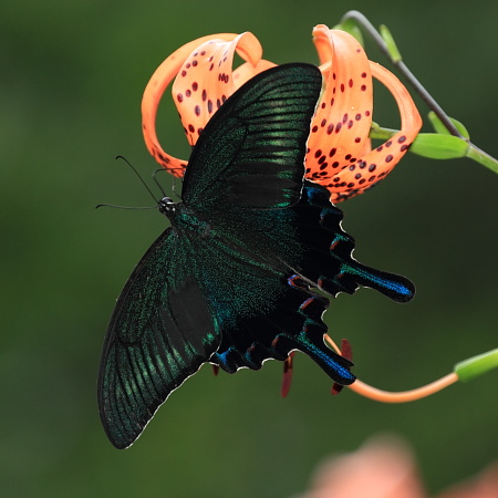 ミヤマカラスその２.JPG