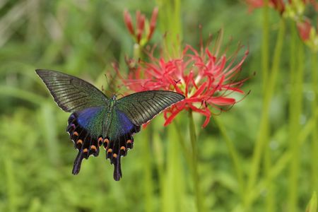 ミヤマカラスアゲハ♀IMG_5845.jpg