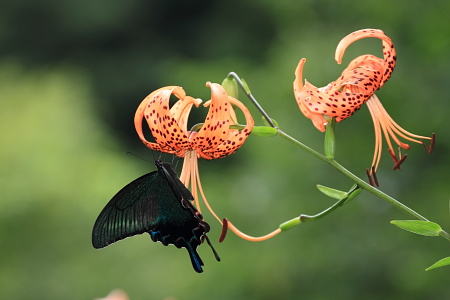 ミヤマカラスアゲハおす山百合.JPG