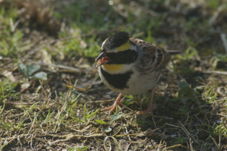 ミヤマホオジロ♂IMG_3745.JPG