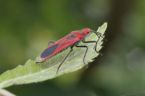 ムナグロアカナガカメムシ_15-06-06_IMG_0030.JPG