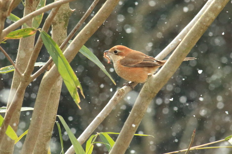 モズ♀狩りIMG_1286.JPG