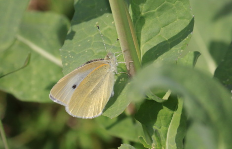 モンシロチョウ♀産卵IMG_7409.JPG