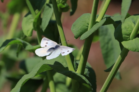 モンシロチョウ♀IMG_7436.JPG