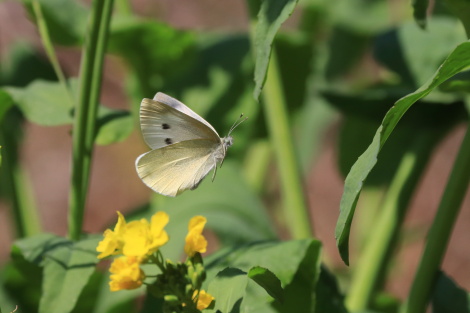 モンシロチョウ♀IMG_7438.JPG