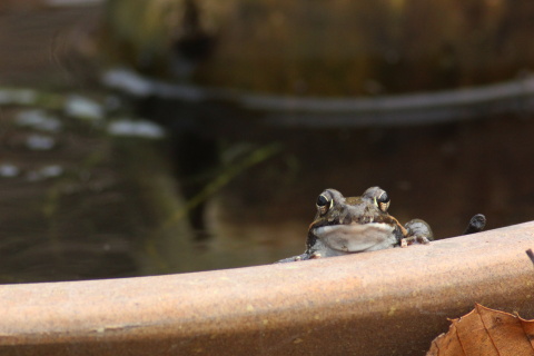 ヤマアカガエル♂IMG_7999.JPG