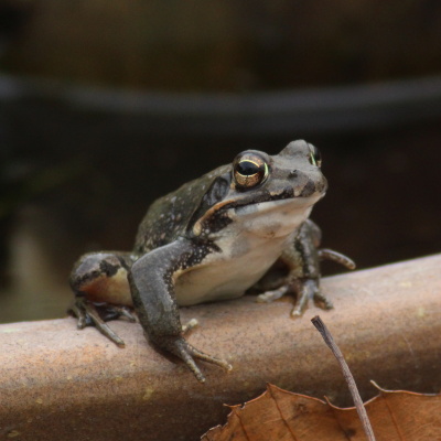 ヤマアカガエルIMG_8012.JPG