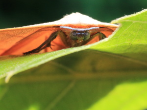 ヤマトカギバIMG_9718.JPG