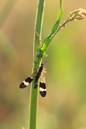 ヤマトシリアゲ701A0789.JPG