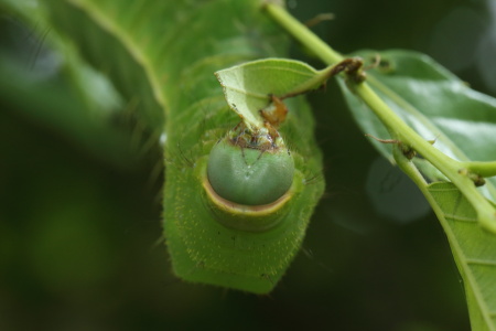 ヤママユ幼虫701A7350.JPG