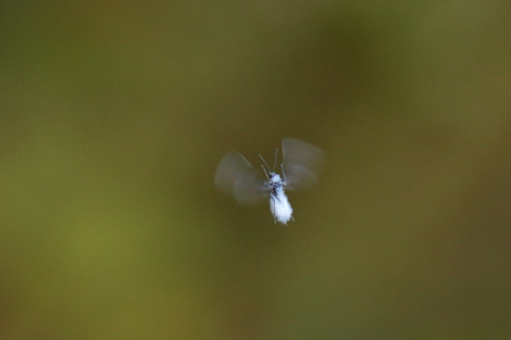 ワタムシ_Z5A1074.JPG