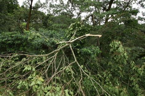 台風一過IMG_7850_1.JPG