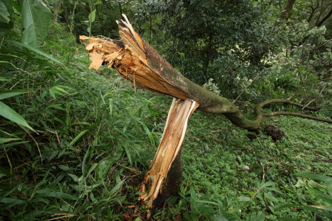 台風一過IMG_7864_1.JPG