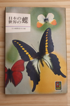 日本の蝶世界の蝶_MG_8380.JPG