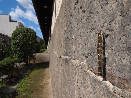 東本願寺セスジスズメ幼虫.jpg