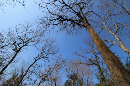 林の天井_MG_1811.JPG