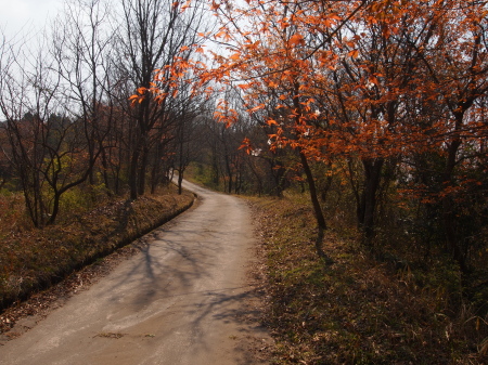 枡安森林公園.jpg