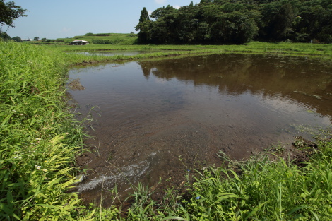 水田IMG_6186.JPG