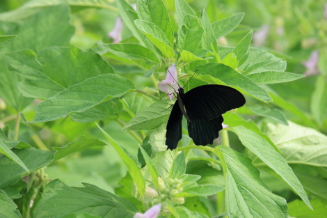 胡麻の花IMG_8398.JPG