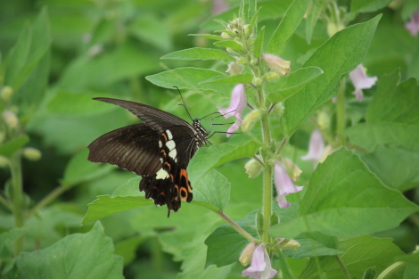 胡麻の花IMG_8411.JPG