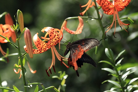 花粉に染まるミヤマカラス.JPG