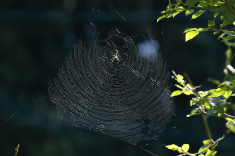 霧島山ジョロウグモIMG_7955.JPG