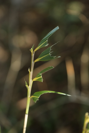 鹿の食痕701A0105.JPG