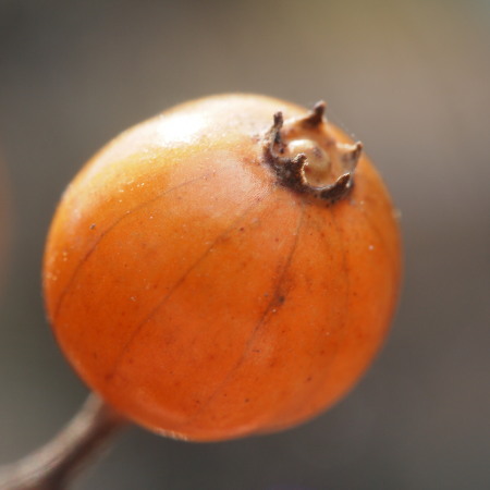 20120204WW044707.jpg