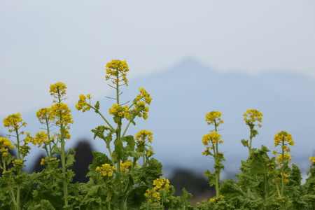 3Z5A0010ナノハナと霧島山.JPG