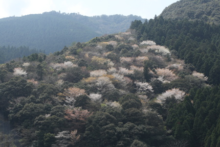 3Z5A6251山桜.JPG