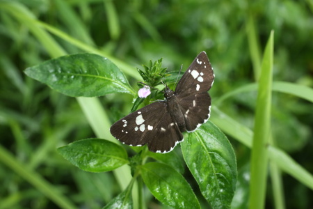 3Z5A7951ダイミョウセセリキツネノマゴ.JPG