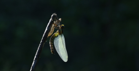 3Z5A8719ヤブヤンマ.JPG