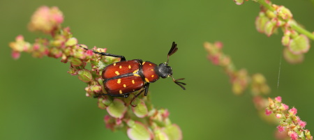 3Z5A9961ジュウシチホシハナムグリ.JPG