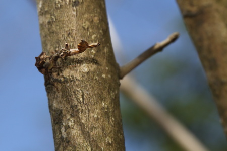 701A2356ｻﾂﾏﾋﾒｶﾏｷﾘ幼虫.JPG